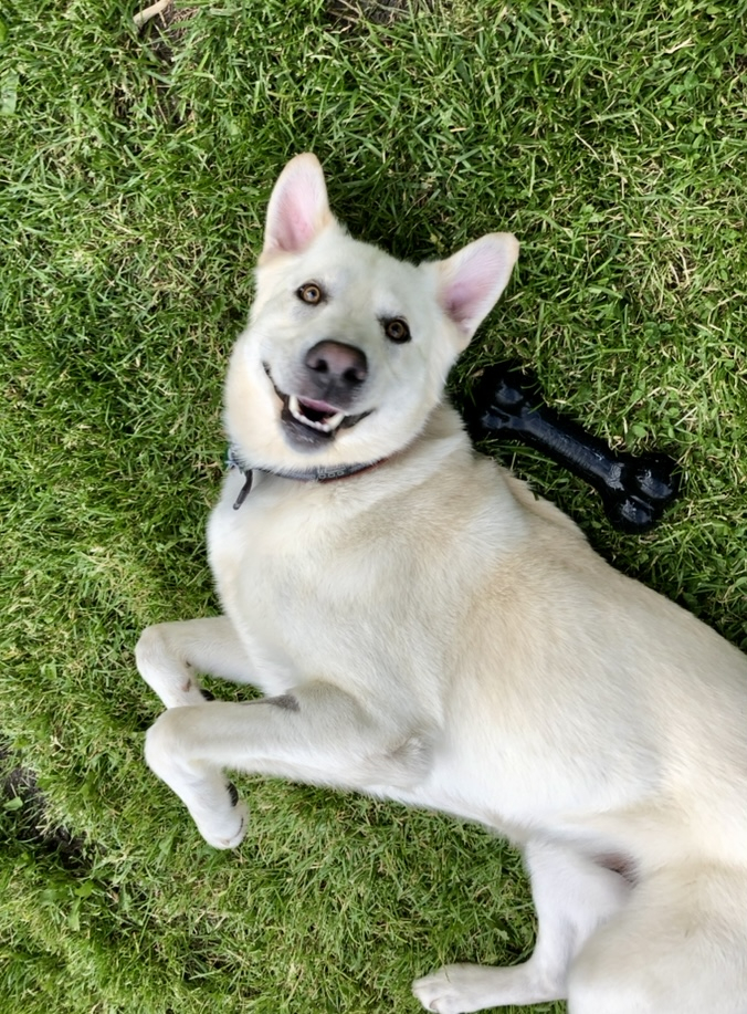 Dog laying in grass with toy