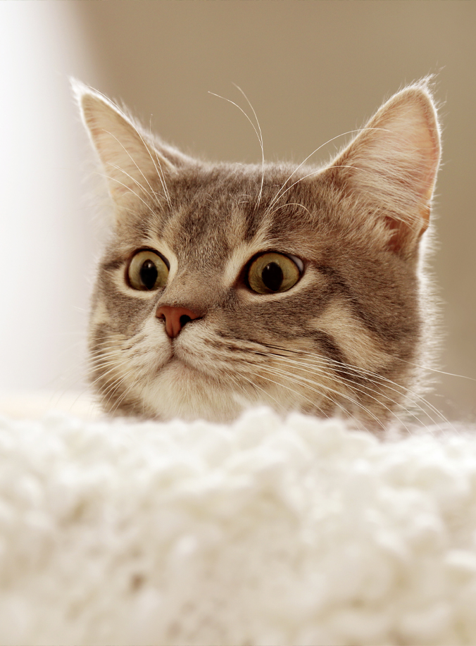 Surprised Cat Surprised Cat