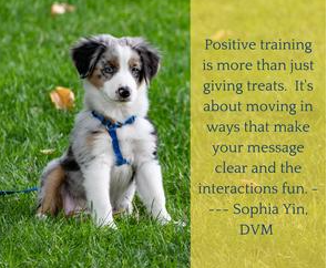 Dr. Sophia Yin Dr. Sophia Yin